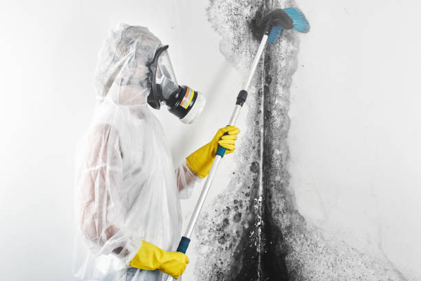 Best Water Damage & Mold Remediation  in South Jacksonvle, IL