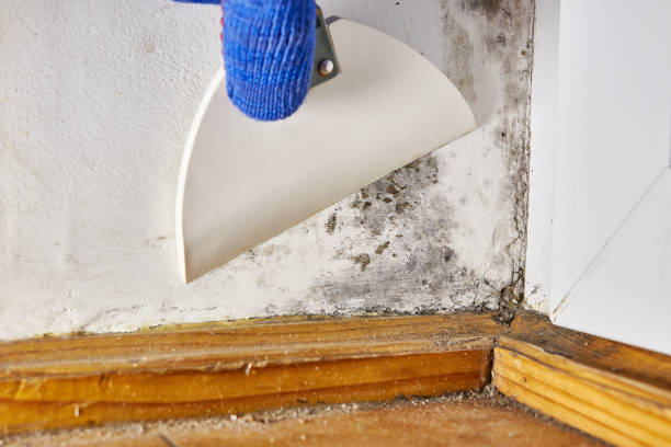 Best Mold Damage Restoration  in South Jacksonvle, IL