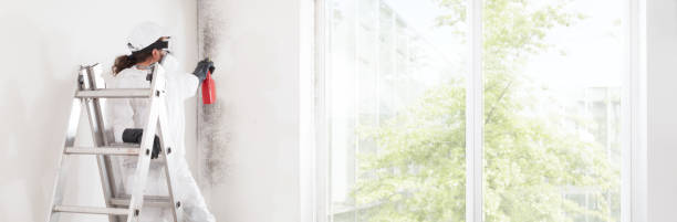 Best Mold-Related Health Consultation  in South Jacksonvle, IL